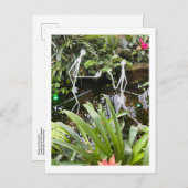 Carte Postale Bâton de la salle des orchidées Figures 2 | Conser (Devant / Derrière)