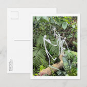 Carte Postale Bâton de la salle des orchidées Figures 3 | Conser (Devant / Derrière)