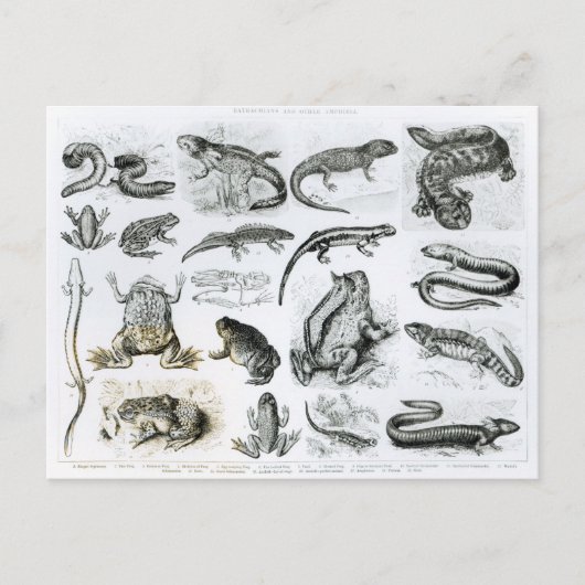 Carte Postale Batraciens et d'autres amphibiens (Devant)