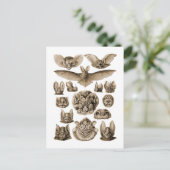 Carte Postale Bats (Debout devant)