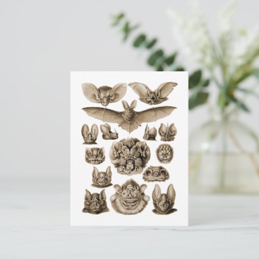 Carte Postale Bats (Debout devant)