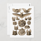 Carte Postale Bats (Devant / Derrière)