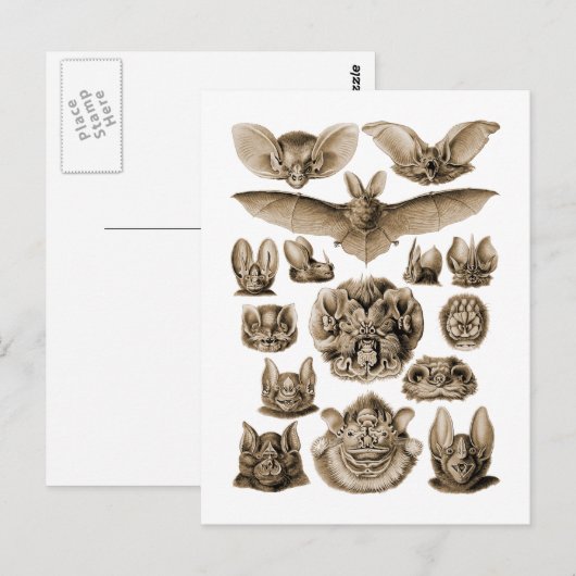 Carte Postale Bats (Devant / Derrière)