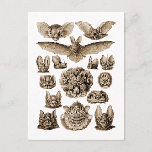 Carte Postale Bats (Devant)