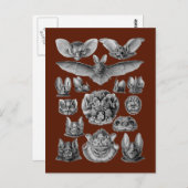 Carte Postale Bats (Devant / Derrière)