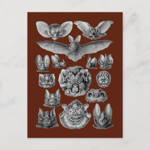 Carte Postale Bats
