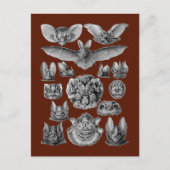 Carte Postale Bats (Devant)