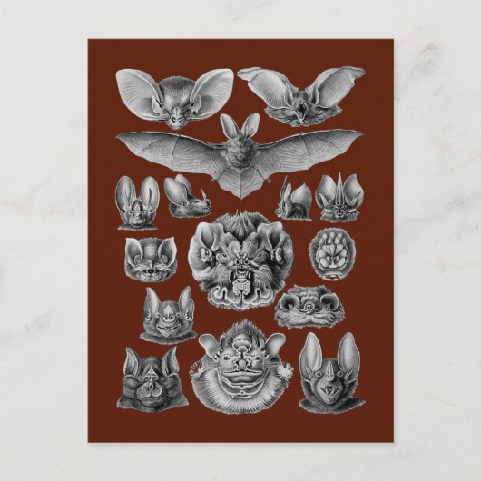 Carte Postale Bats (Devant)