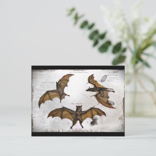 Carte Postale Bats et plaque éducative (Debout devant)