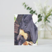 Carte Postale Batte de fruit du Marianne (Debout devant)