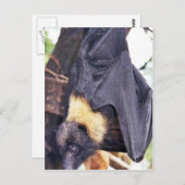 Carte Postale Batte de fruit du Marianne (Devant / Derrière)