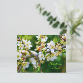 Carte Postale Baubépine de printemps à pattes de soleil (Debout devant)