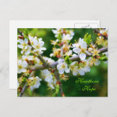 Carte Postale Baubépine de printemps à pattes de soleil (Devant / Derrière)