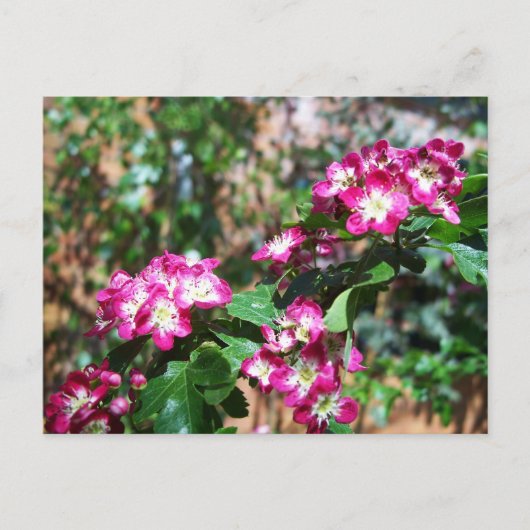Carte Postale Baudrier de printemps rouge (Devant)