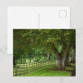 Carte Postale Baumallee en Irlande (Devant / Derrière)