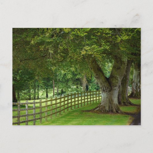 Carte Postale Baumallee en Irlande (Devant)
