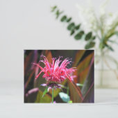 Carte Postale Baume d'abeille (Debout devant)