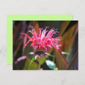 Carte Postale Baume d'abeille (Devant / Derrière)