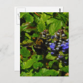 Carte Postale Baume d'abeille pourpre et bourdon (Devant / Derrière)