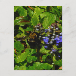 Carte Postale Baume d'abeille pourpre et bourdon