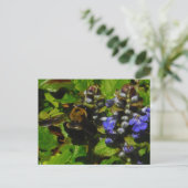 Carte Postale Baume d'abeille pourpre et bourdon (Debout devant)