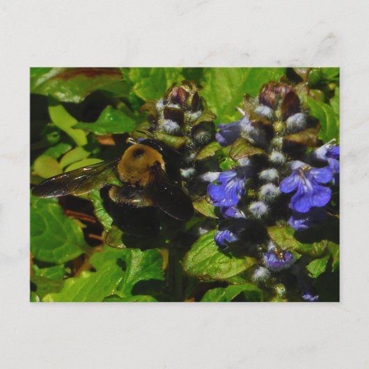 Carte Postale Baume d'abeille pourpre et bourdon (Devant)