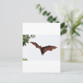 Carte Postale Bauve-souris de renard volant dans le ciel (Debout devant)