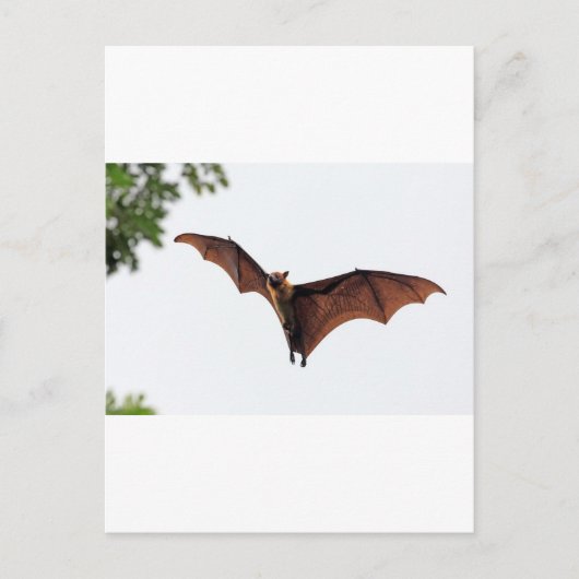 Carte Postale Bauve-souris de renard volant dans le ciel (Devant)