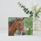 Carte postale Bay Arab Horse (Debout devant)