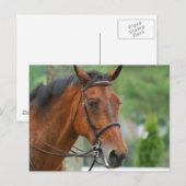 Carte postale Bay Arab Horse (Devant / Derrière)
