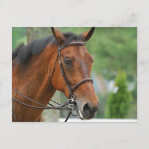 Carte postale Bay Arab Horse