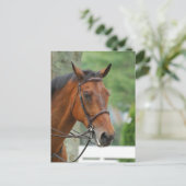 Carte postale Bay Arab Horse (Debout devant)