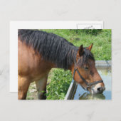Carte Postale Bay Pony Boire à partir de l'eau Trough (Devant / Derrière)