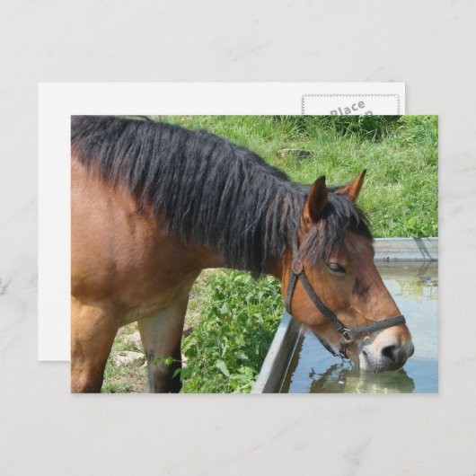 Carte Postale Bay Pony Boire à partir de l'eau Trough (Devant / Derrière)