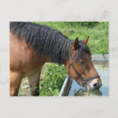Carte Postale Bay Pony Boire à partir de l'eau Trough (Devant)