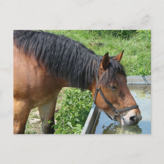 Carte Postale Bay Pony Boire à partir de l'eau Trough (Devant)