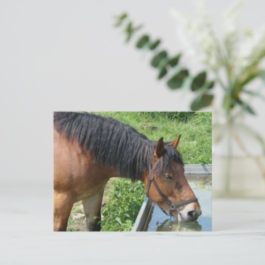 Carte Postale Bay Pony Boire à partir de l'eau Trough (Debout devant)