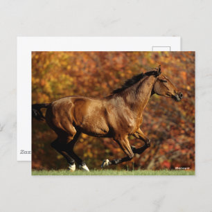 Carte Postale Bay Warmblood Running Automne Arrière - plan