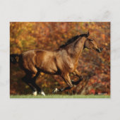 Carte Postale Bay Warmblood Running Automne Arrière - plan (Devant)