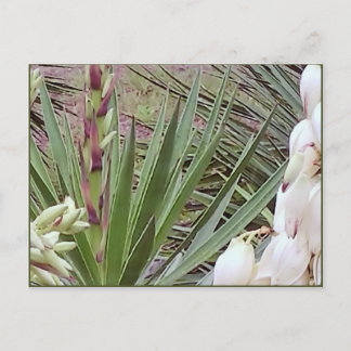 Carte Postale Bayonet Yucca en Espagne