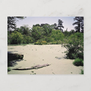 Carte Postale Bayou (marais), Louisiane, États-Unis