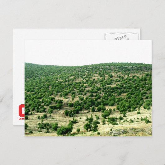 Carte Postale Bcharre, Liban (Devant / Derrière)