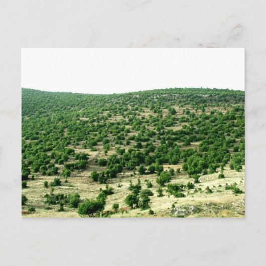 Carte Postale Bcharre, Liban (Devant)