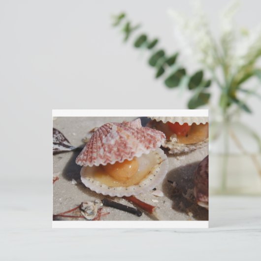 Carte Postale Beach Clam (Debout devant)