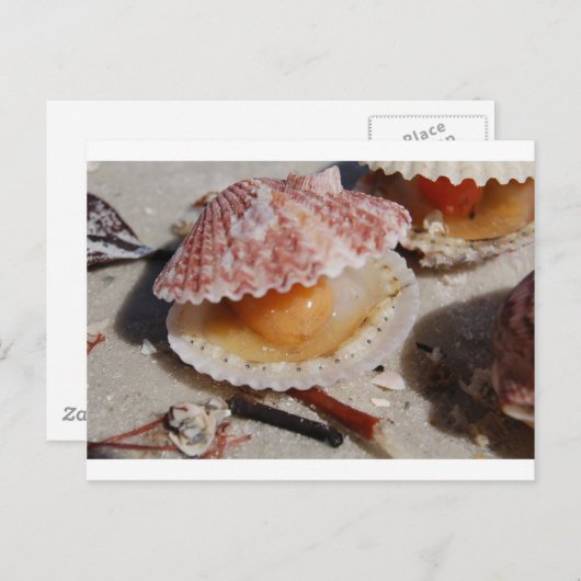 Carte Postale Beach Clam (Devant / Derrière)