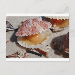 Carte Postale Beach Clam