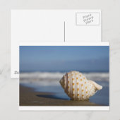 Carte Postale Beach Seashell (Devant / Derrière)