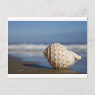 Carte Postale Beach Seashell