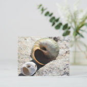 Carte postale Beach Shells (Debout devant)