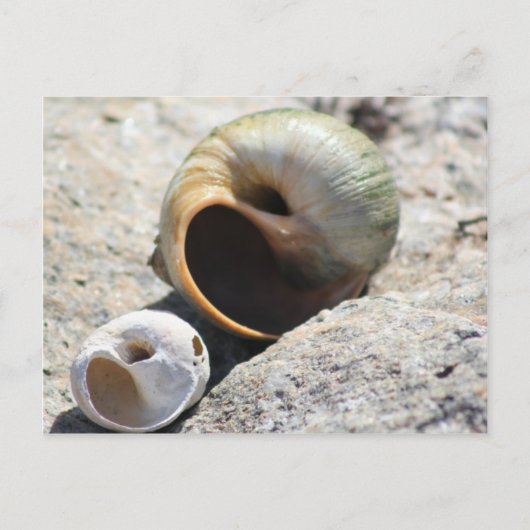 Carte postale Beach Shells (Devant)